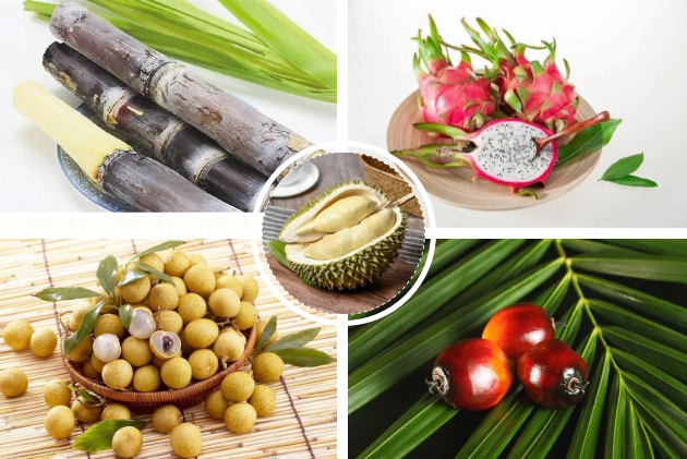 RCEP中的商品歸類——東盟商品篇  