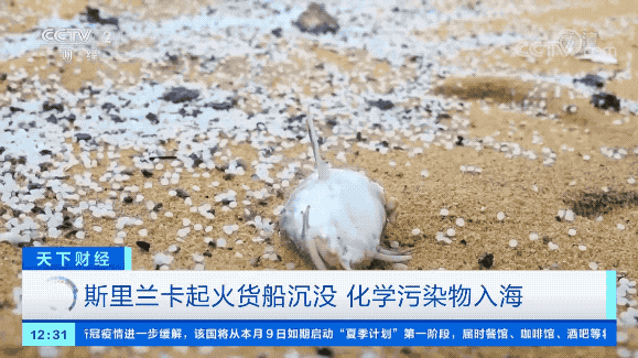 嚴重海難，貨船沉沒！81個危險品集裝箱入海！影響或持續(xù)十年