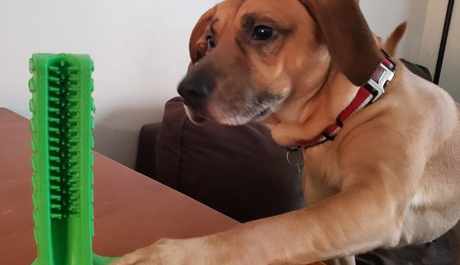 寵物用品爆發(fā)“侵權(quán)潮”，上百家店鋪栽了