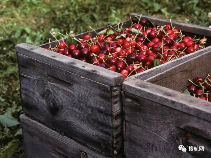 冷藏箱短缺促使季節(jié)性貨物走向空運(yùn)，航空貨運(yùn)市場面臨更大壓力