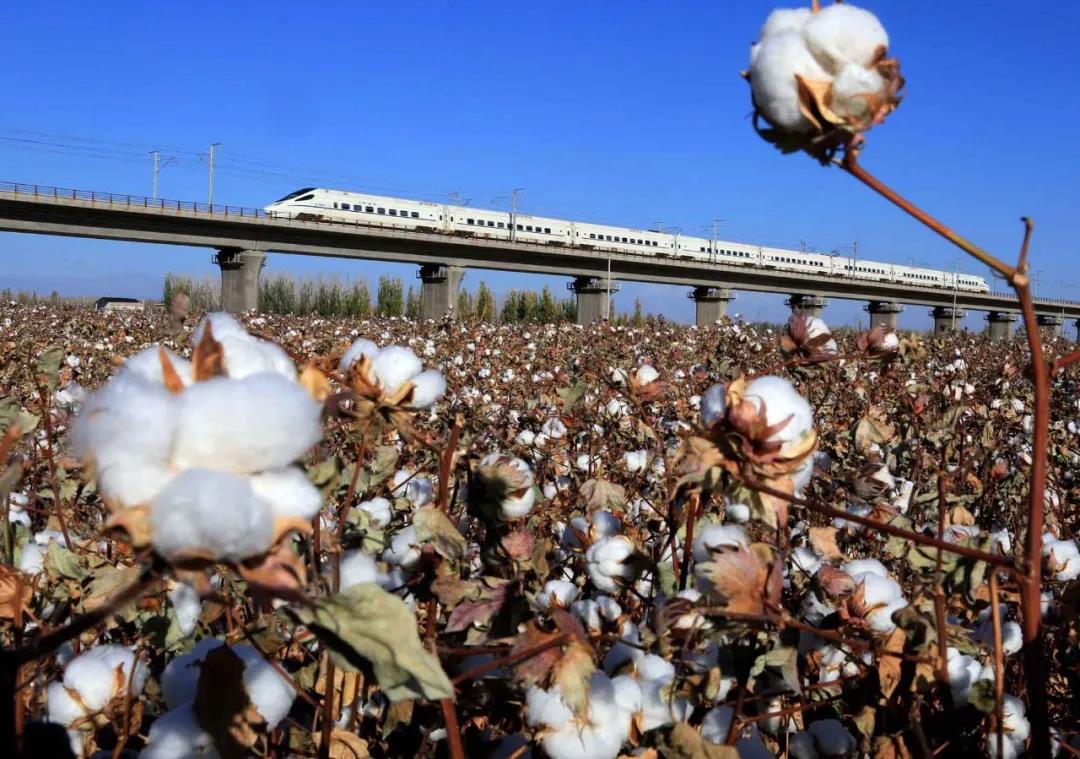 大量外貿(mào)廠商收到“棉花禁用”通知！亞馬遜疑下架中國棉制品！