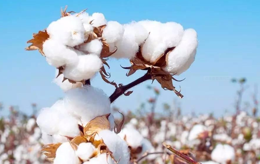 紡織原料漲價(jià)面料卻降價(jià)，下游企業(yè)何以如此“憋屈”？  