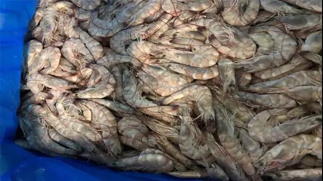 1000個(gè)集裝箱被拒絕接收！