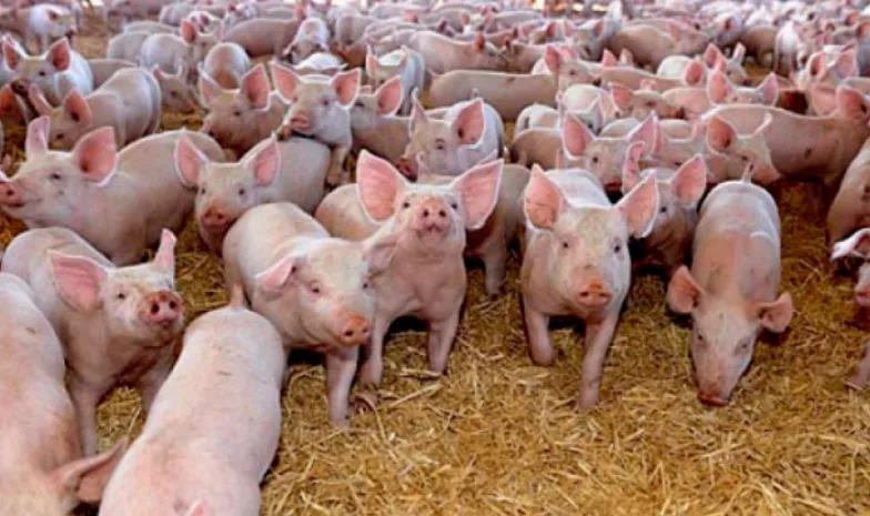 印度暴發(fā)高危新疫情，“尚無疫苗”！巴西發(fā)現(xiàn)兩例非典型瘋牛病病例！10萬頭英國豬慘了