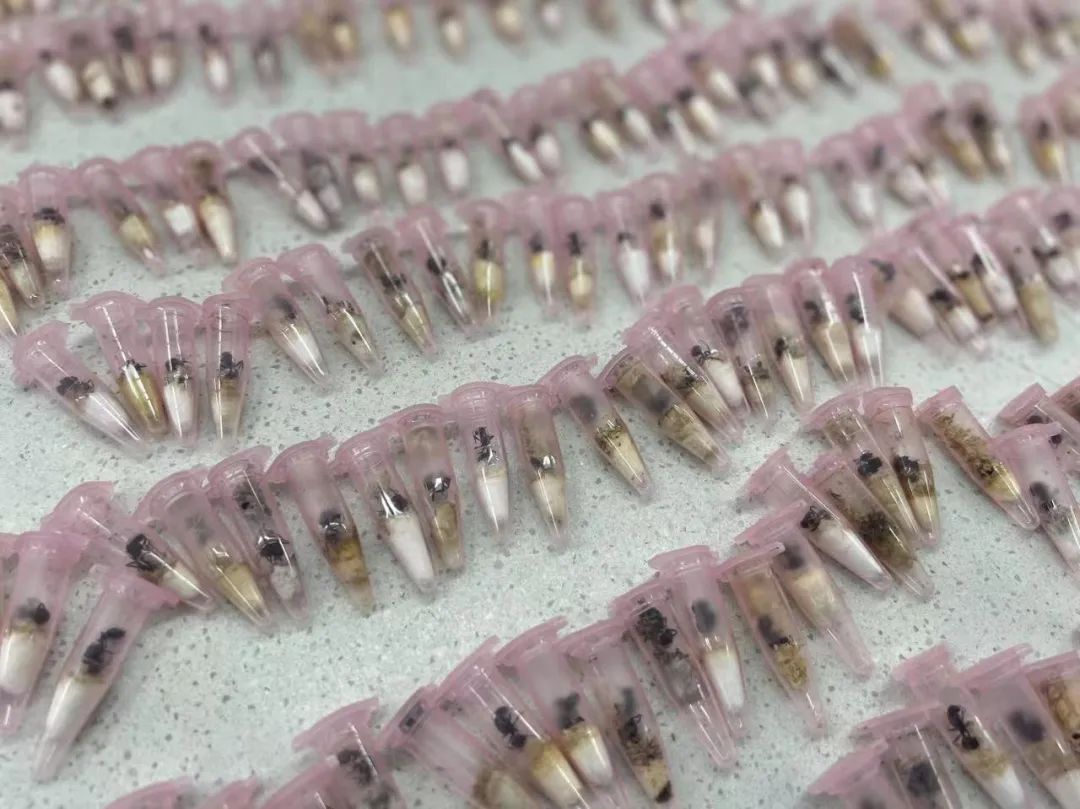 20噸“洋垃圾”，退運！