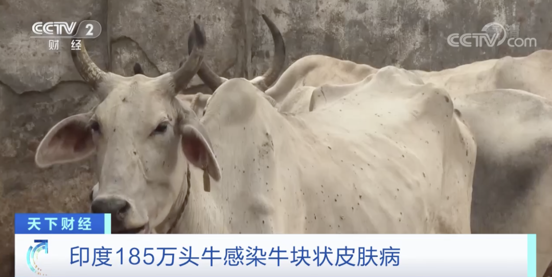 印度：禁止出口，禁止運(yùn)輸交易