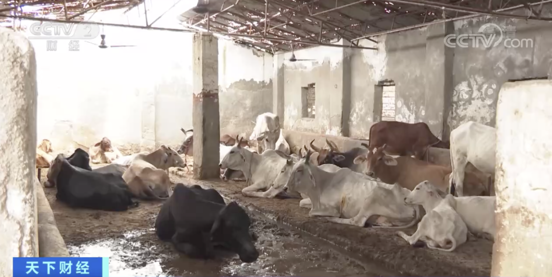 印度：禁止出口，禁止運(yùn)輸交易