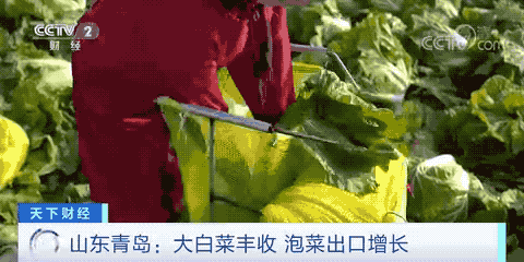 這個產(chǎn)品在韓國賣爆了！或?qū)⒄柬n國年需求量一半！