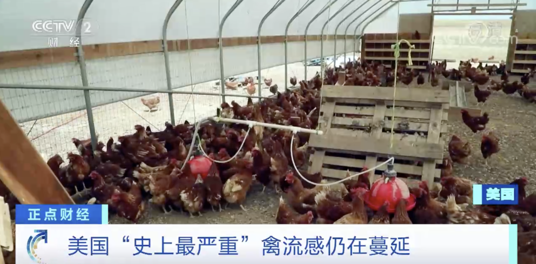 麻煩了！ “史上最嚴重”，近十個國家爆發(fā)禽流感！超過5230萬只禽類被宰殺......