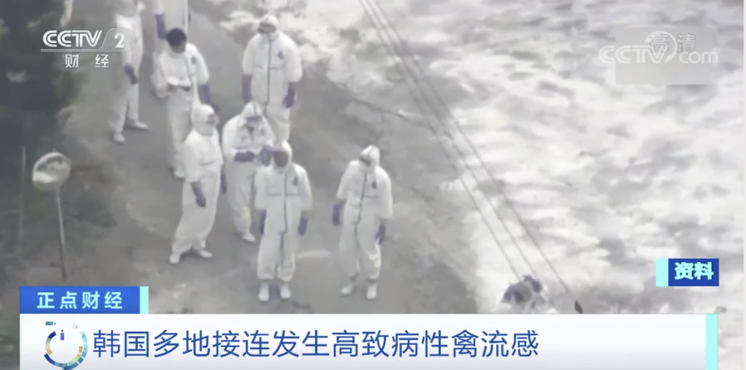 麻煩了！ “史上最嚴重”，近十個國家爆發(fā)禽流感！超過5230萬只禽類被宰殺......