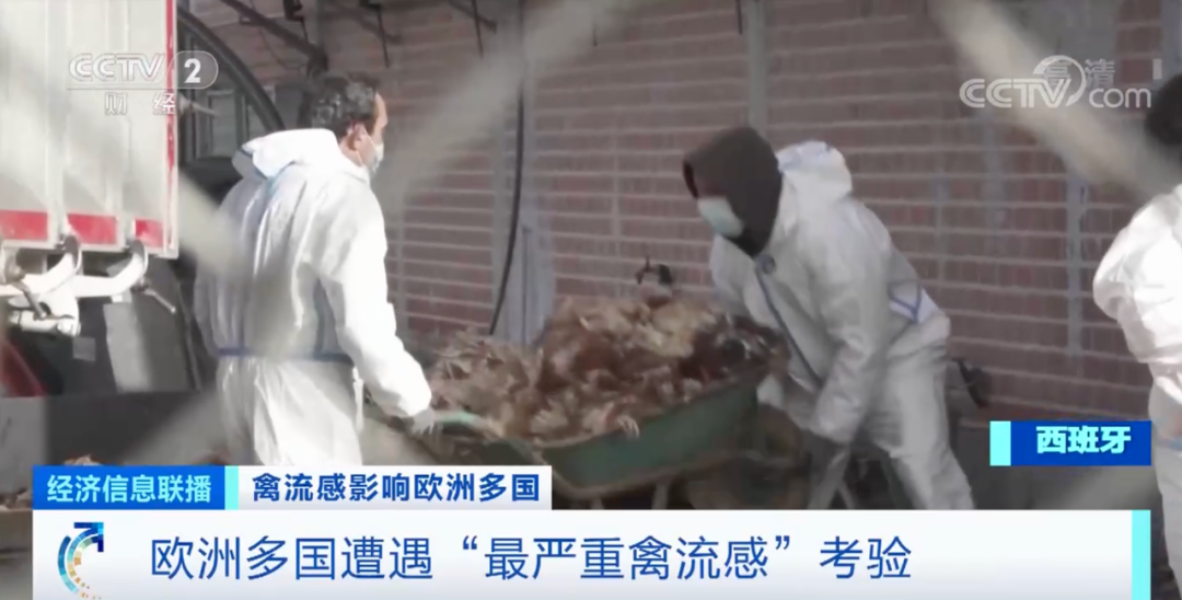 麻煩了！ “史上最嚴重”，近十個國家爆發(fā)禽流感！超過5230萬只禽類被宰殺......