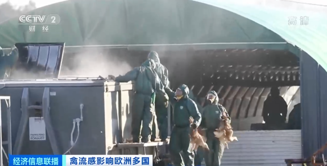 麻煩了！ “史上最嚴重”，近十個國家爆發(fā)禽流感！超過5230萬只禽類被宰殺......