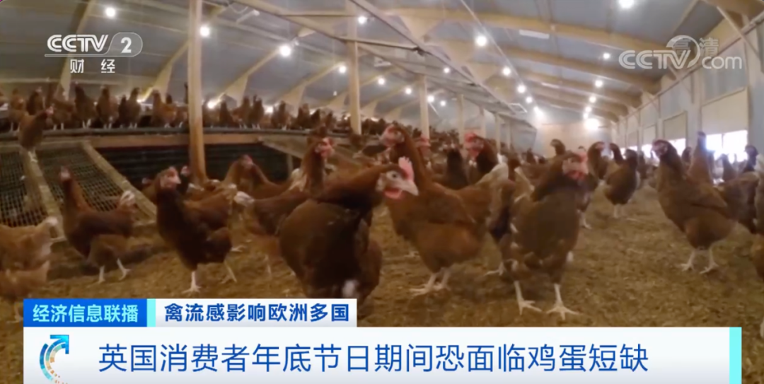 麻煩了！ “史上最嚴重”，近十個國家爆發(fā)禽流感！超過5230萬只禽類被宰殺......