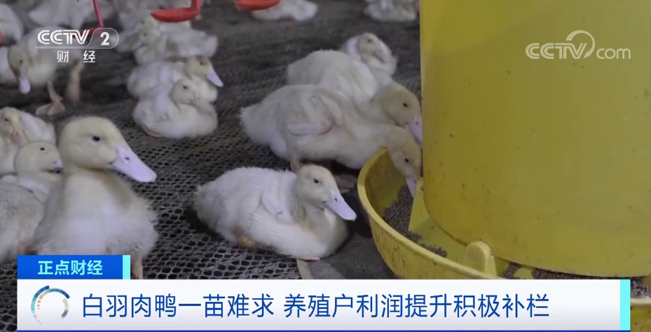 搶瘋了！漲價(jià)超300%，還得排一個(gè)月隊(duì)！