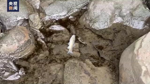 麻煩了！火車撞18輪貨車脫軌，大量劇毒化學(xué)品泄漏，動(dòng)物死亡、魚死亡、人不舒服...