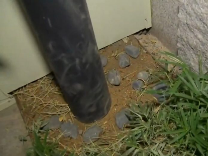 警示！一印尼船員隔離期“大逃亡”，被判8個月！