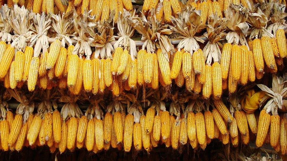 同比增長11倍！中國玉米進口量創(chuàng)歷史新高