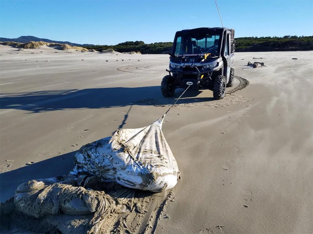尷尬了！落水集裝箱沖上海灘卻不知是哪艘船上的...
