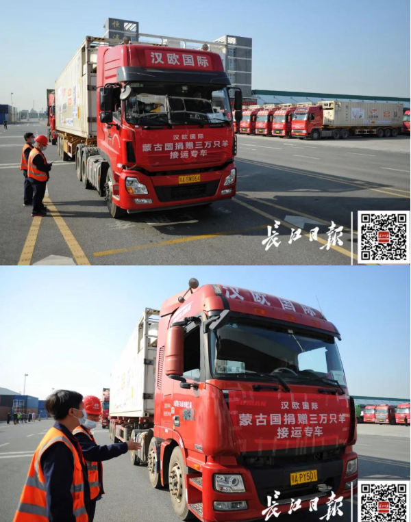 武漢10臺集裝箱冷鏈車出發(fā)，將接運蒙古國捐贈首批1.2萬只羊